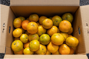 日本の産地直送みかん