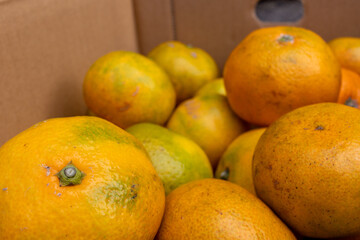 日本の産地直送みかん