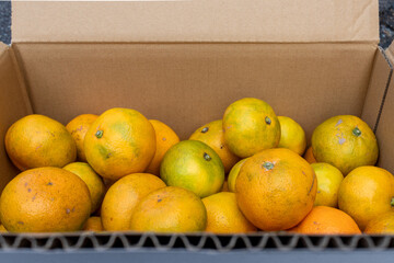 日本の産地直送みかん