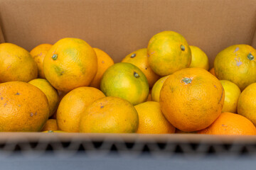 日本の産地直送みかん