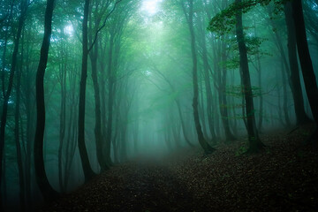 Obraz premium Mysterious and enchanting forest path with ethereal light rays