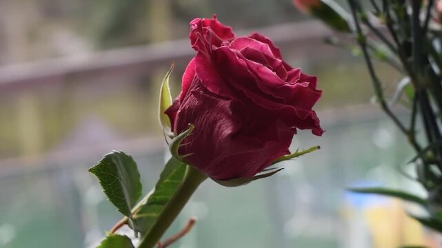 red rose