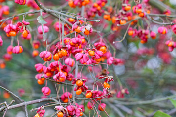 Bunte Fruchtkapseln des Pfaffenhütchens - Euonymus europaeus - im Spätherbst
