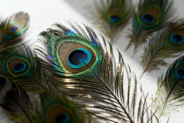 Obraz premium Close up of vibrant iridescent peacock feathers with their distinctive eye patterns and colorful barbs, beautifully arranged on a white textured surface with natural soft shadows.