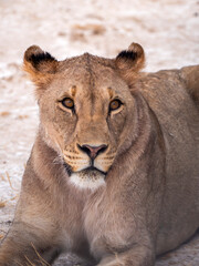 Pretty lioness face (Phanthera leo), photographed in Etosha National Park.