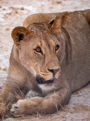 Pretty lioness face (Phanthera leo), photographed in Etosha National Park.