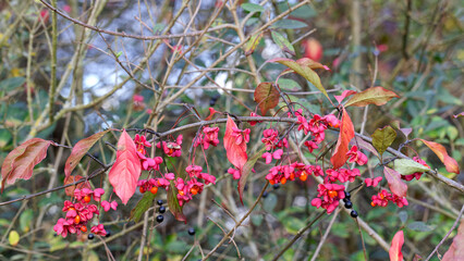 Hängender herbstlicher Zweig eines Pfaffenhütchenstrauchs - Euonymus europaeus