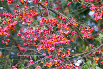 Üppig mit Fruchtkapseln beladene Zweige des Pfaffenhütchens - Euonymus europaeus - im Herbst
