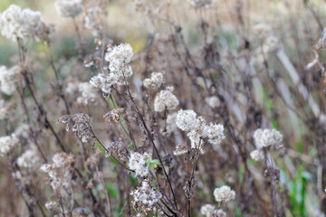 Verblühende und verottende Wiesenkräuter im Spätherbst - Naturhintergrund-Nahaufnahme