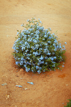 green tree on the ground