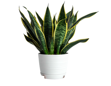 Tall, striped green and yellow leaves rise from a white pot