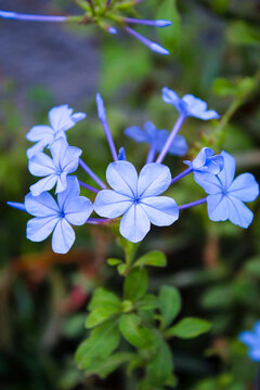 Beautiful purple flowers