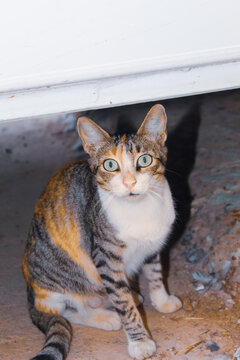A beautiful little orange cat