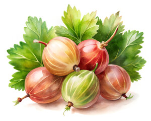 Gooseberry watercolor on white background