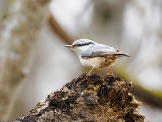 Eurasian Nuthatch perched on a tree stump