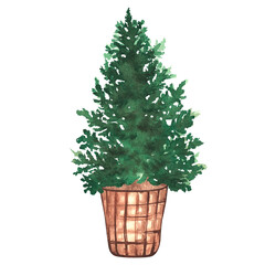 A hand-painted watercolor Christmas tree in a wicker pot. A coniferous tree in a pot. For designing cards, books, fabric, and packaging. White background