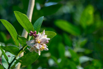 Delicate blossoms of a citrus flower, likely a lemon or lime