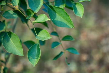 Small, oval, glossy green leaves on a branch, shrub or small tree