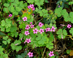 pink flowers in the garden