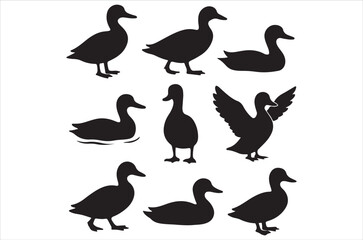 Fototapeta premium Silhouettes of ducks in various poses and positions a simple design