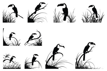 Obraz premium Black toucans perched on branches with grass silhouettes
