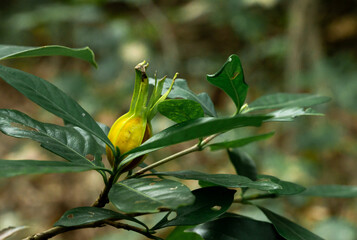 the fruit of Gardenia in autumn