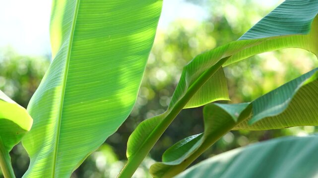 Tropical Green Banana Leaves in Sunlight with Blurred Background