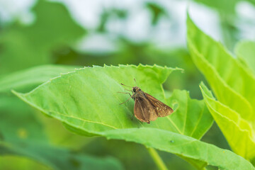 秋の野山　セセリチョウが葉にとまる02