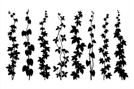 Set of Climbing Vine Silhouettes