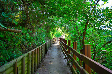 A path along the ridge of a forest