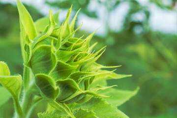 秋の野山　ヒマワリの蕾02