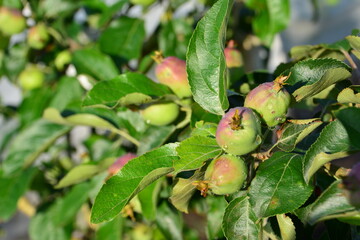 Young Green Apples Developing on a Tree Branch after rain