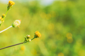 秋の野山　コセンダングサの黄色い花01