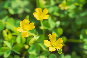 秋の野山　カタバミの黄色の花03