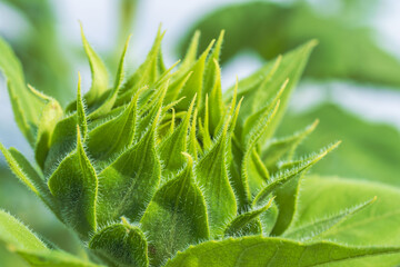 秋の野山　ヒマワリの蕾のアップ04