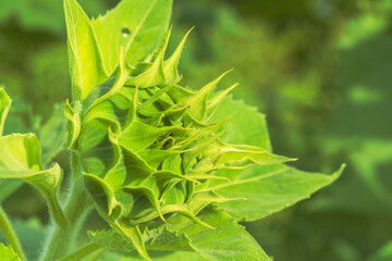 秋の野山　ヒマワリの蕾のアップ05