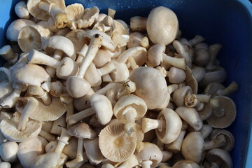 Champignons are delicious mushrooms, they are going to be cut and cooked