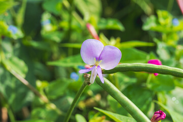 秋の野山　ハタササゲの花と豆02