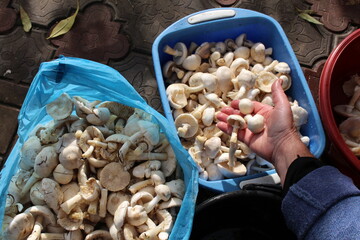 The field mushroom harvest was magnificent; a woman cleans the mushrooms for cooking