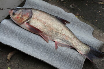 Today we will cook and clean a large fresh fish.