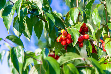 harvest of dogwood berries on the tree. Selective focus.