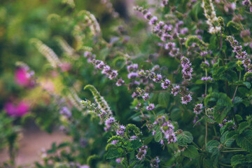 Mint blooms in the garden. Selective focus.