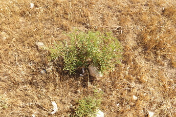 Wild licorice plant in dry soil, showing its resilience in arid nature. Known for medicinal benefits like soothing coughs, aiding digestion, and boosting immunity. Symbol of herbal healing, adaptation