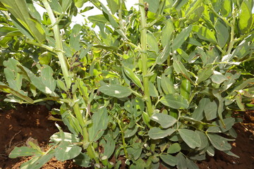 Broad bean plants growing in farmland, shows healthy pods and fresh green leaves. This agricultural scene highlights crop development and natural food production, suitable for organic farming industry