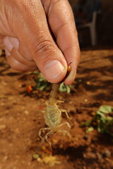Professional researcher carefully holds a scorpion near the stinger joint, avoiding pressure on the venom gland during extraction. Perfect for toxin studies, antivenom production and medical research