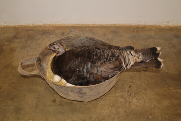 A domestic turkey hen brooding her eggs in a rustic farm setting, symbolizing organic farming and natural poultry care. Perfect for agriculture, rural lifestyle, and sustainable living concepts.