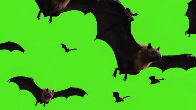 A Flock Of Fruit Bats Flying Across A Vibrant Green Screen Background In Daytime Natural Lighting Capturing Their Wingspan and