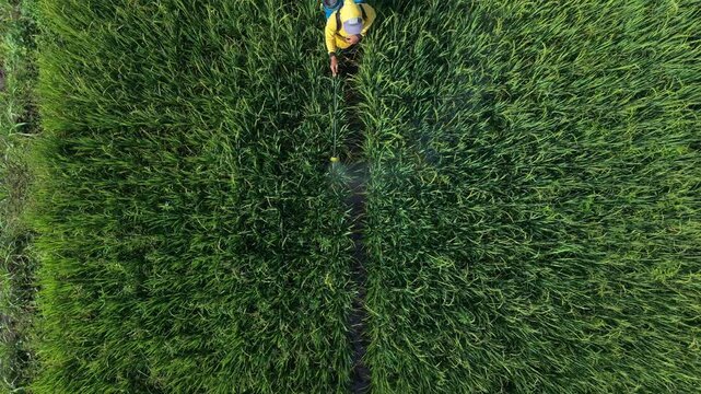 Aerial view of a farmer spraying pesticides in a vibrant green field with a backpack, creating a striking contrast, Klaten Regency, Central Java, Indonesia.