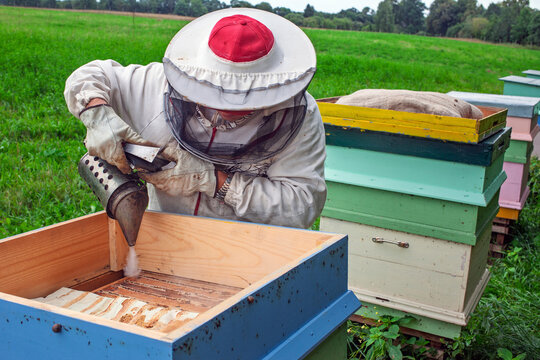 A beekeeper works with his bees at the beehive.