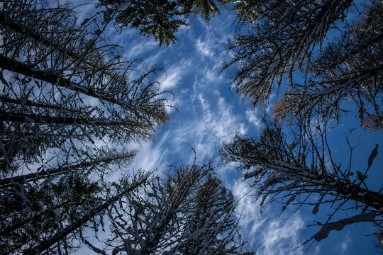 view of the treetops and the sky in winter